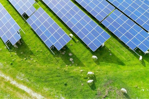 Aerial view of a solar farm with grazing sheep, showcasing sustainable land use and self-generated renewable energy.